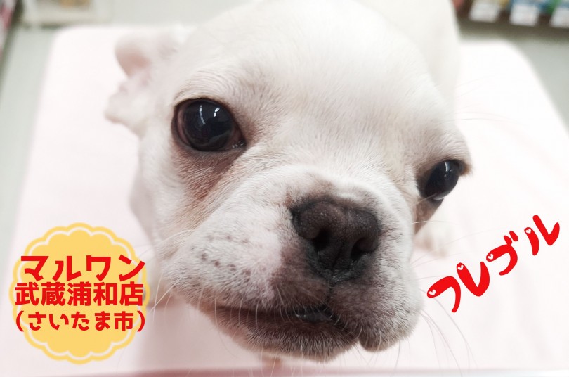 【 フレンチブルドッグ 】至高のぺちゃかわ！愛されフェイス！！