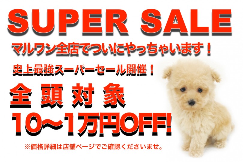 【 期間限定セール 】史上最強スーパーセール開催！全店・全頭対象！子犬＆子猫10〜1万円プライスダウン！