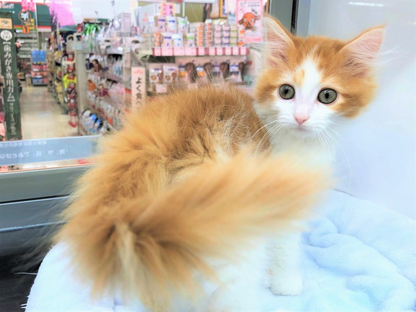 まだ子猫ですが、すでにモフモフ | ノルウェージャンフォレストキャット （130083） - 高井戸店
