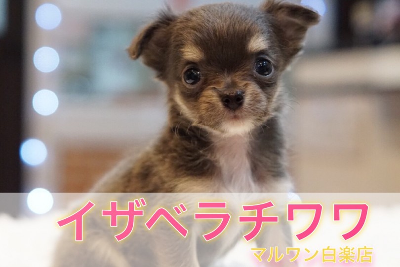 【 イザベラチワワ 】希少度MAX！超レアカラーのチワワが白楽店に登場！