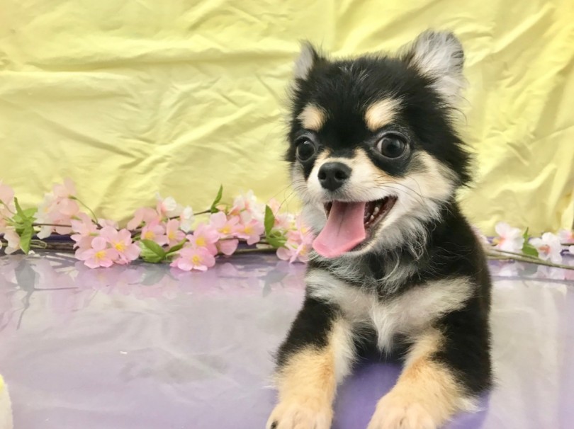 飼育初心者におすすめの犬種 | チワワ （117180） - 鎌ヶ谷店