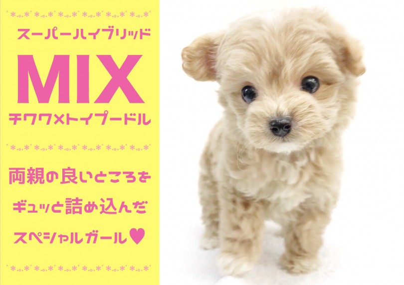 【 MIX 】チワワ×トイプードルの両親の良いところをギュッと詰め込んだスペシャルガール!!