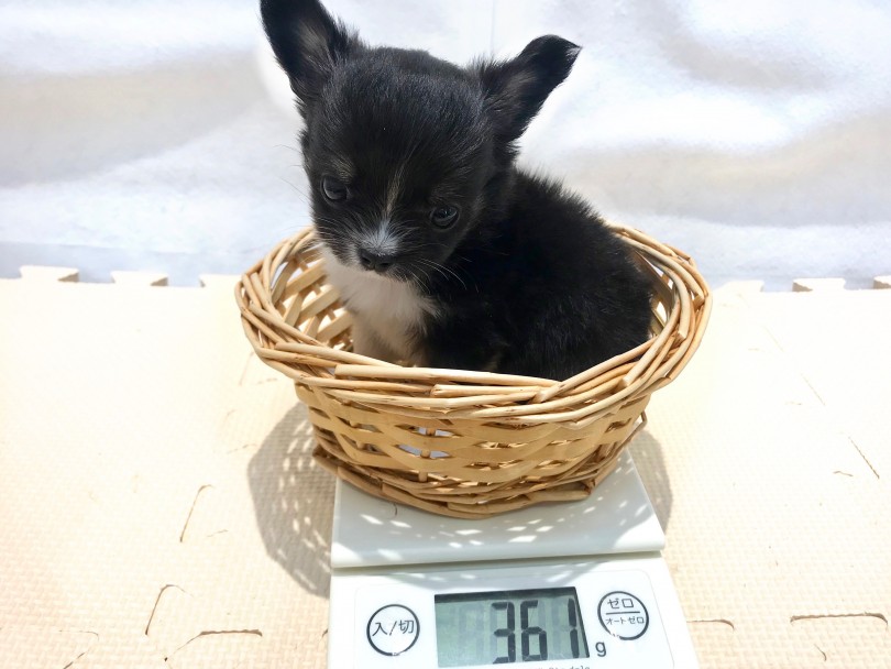 成犬時は驚異の1.6kg前後を予想する極小サイズ | 極小 チワワ （120158） - 今宿店