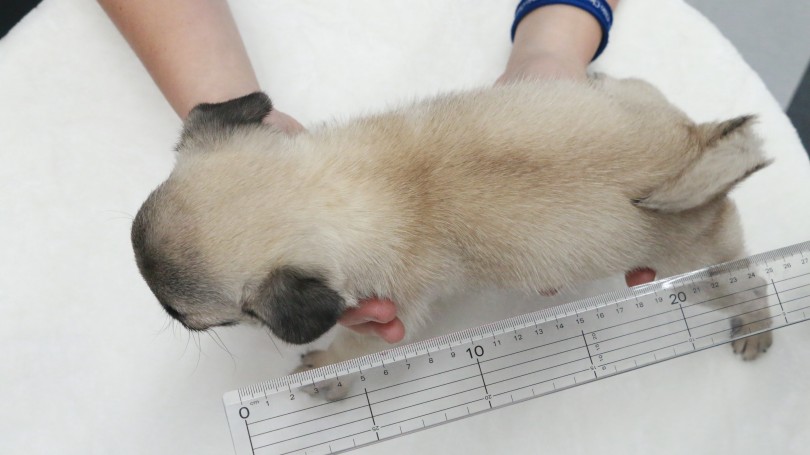 体長およそ25cm | 極小 パグ （119144） - 梅島店