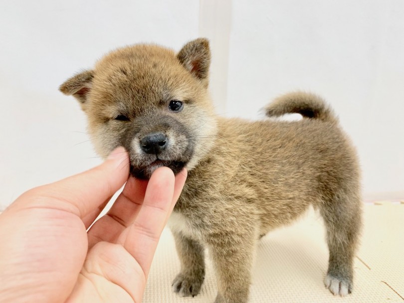撫でてあげると片目を閉じてウットリ | 柴犬 （814509） - 相模大塚店