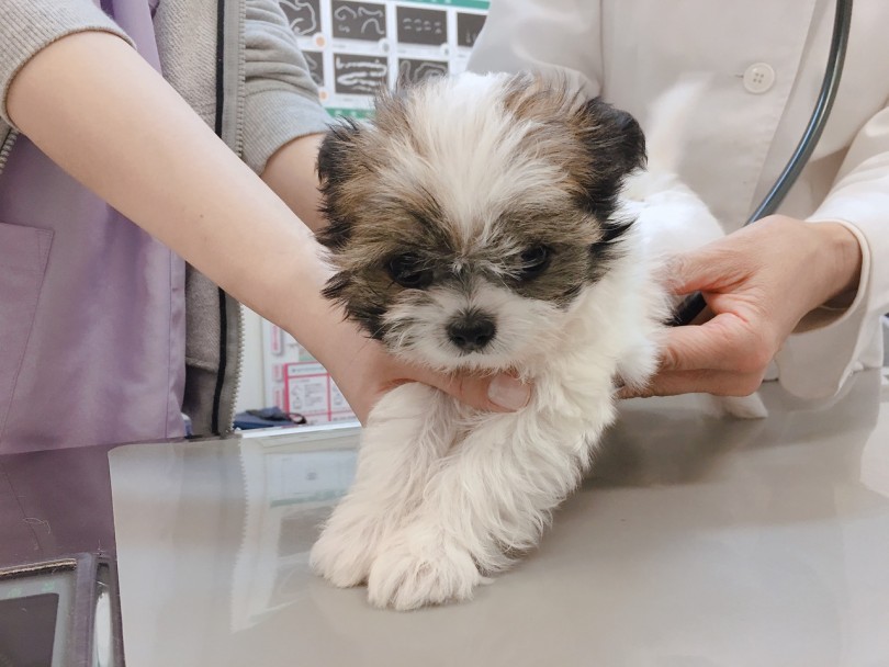 人見知りもせず、健康診断でもお利口さん | MIX犬 チワワ × シーズー （6130776） - 大倉山店