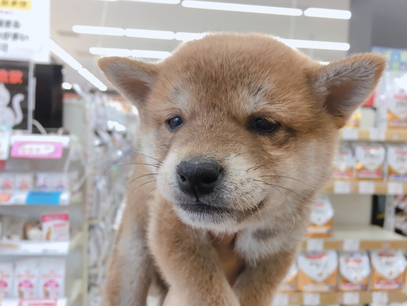 自慢したくなる可愛さ | 赤柴犬 （6130781） - 大倉山店