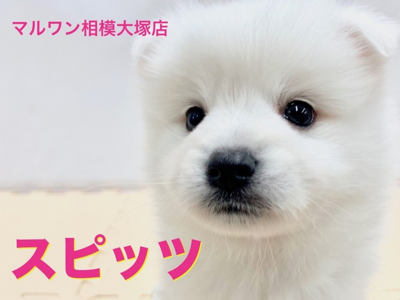 【 スピッツ 】美しさと可愛らしさを兼ね揃えた純白スピッツ！日々の生活の中に隠れたトレーニングも公開