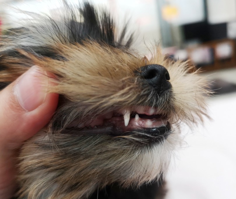 なかなか見れない子犬の口の中 | ヨークシャーテリア （412761） - 武蔵浦和店