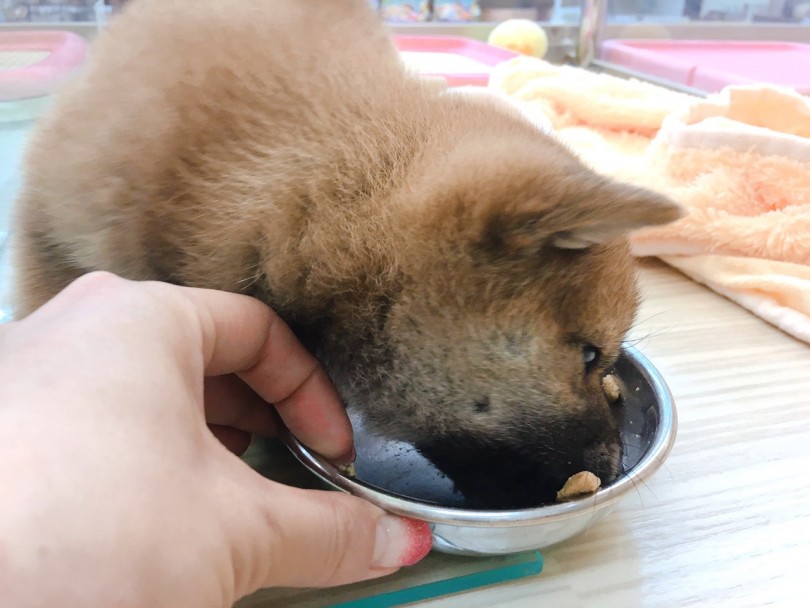 ガツガツとご飯を食べる | 柴犬 （6130783） - 大倉山店