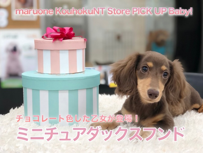 【 ミニチュアダックス 】チョコレート色した乙女が登場！