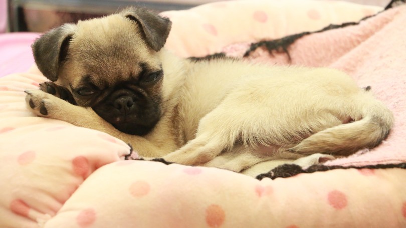 特徴 身体が丈夫でお手入れ等も簡単 | 極小 パグ （119144） - 梅島店