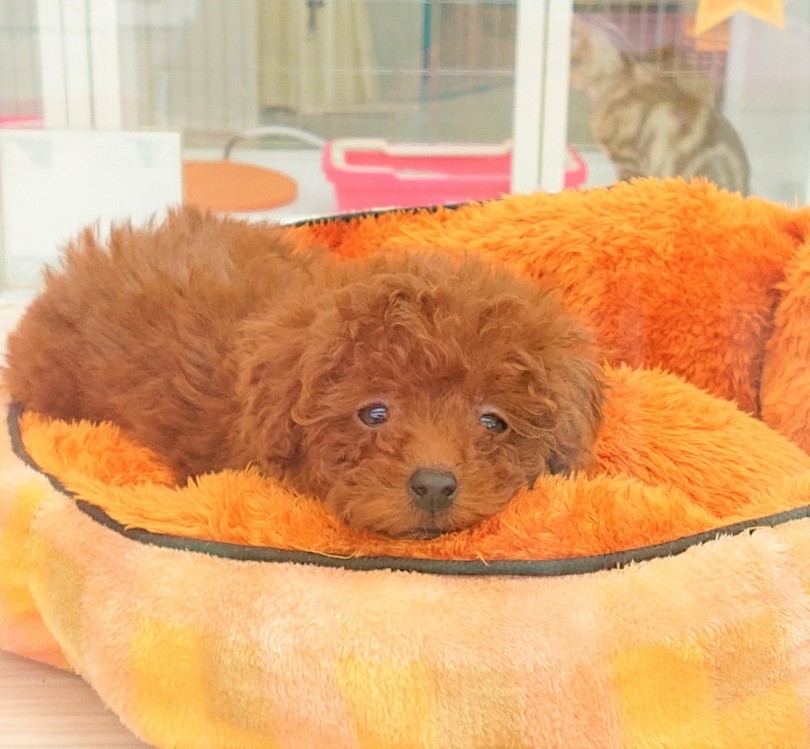 ごはんを食べたら眠くなってしまったみたいですね♡ | トイ・プードル  （512589） - 本羽田店