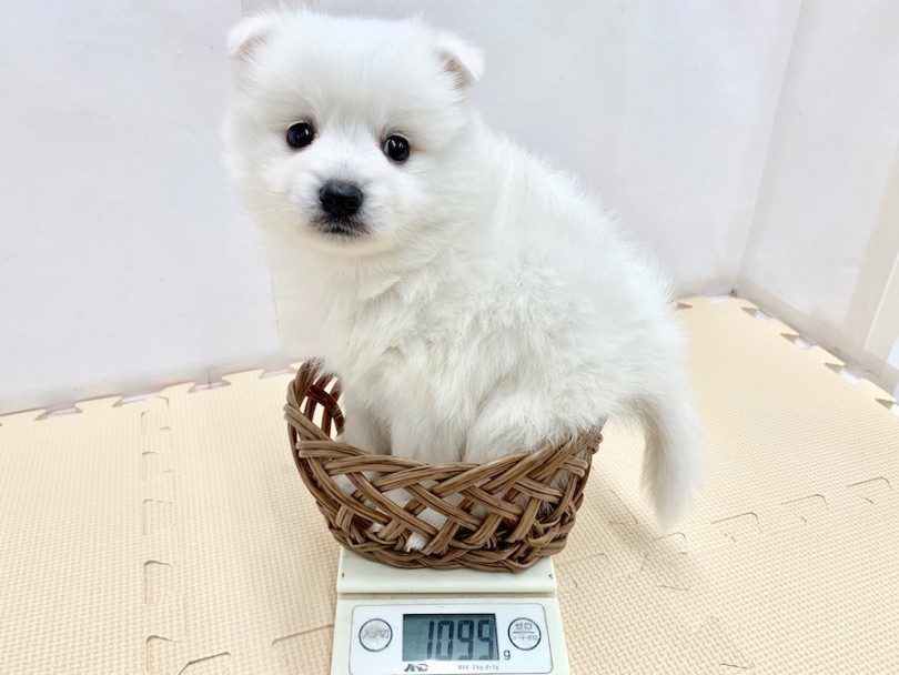 生後50日での体重は1095g | スピッツ （814507） - 相模大塚店