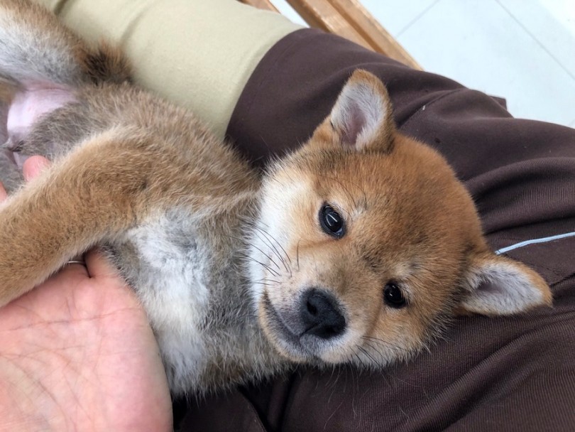 3月13日現在1.6㎏。穏やかで落ち着いた優しい子に成長中 | 柴犬 （311844） - 港北ニュータウン店