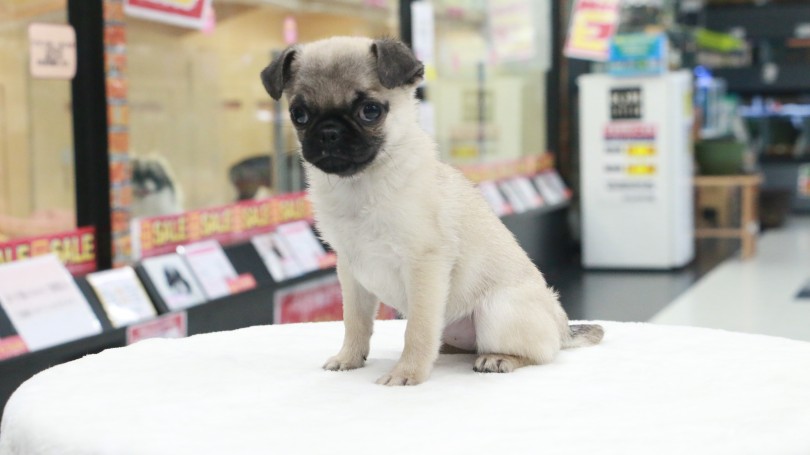 めちゃくちゃ小さい | 極小 パグ （119144） - 梅島店