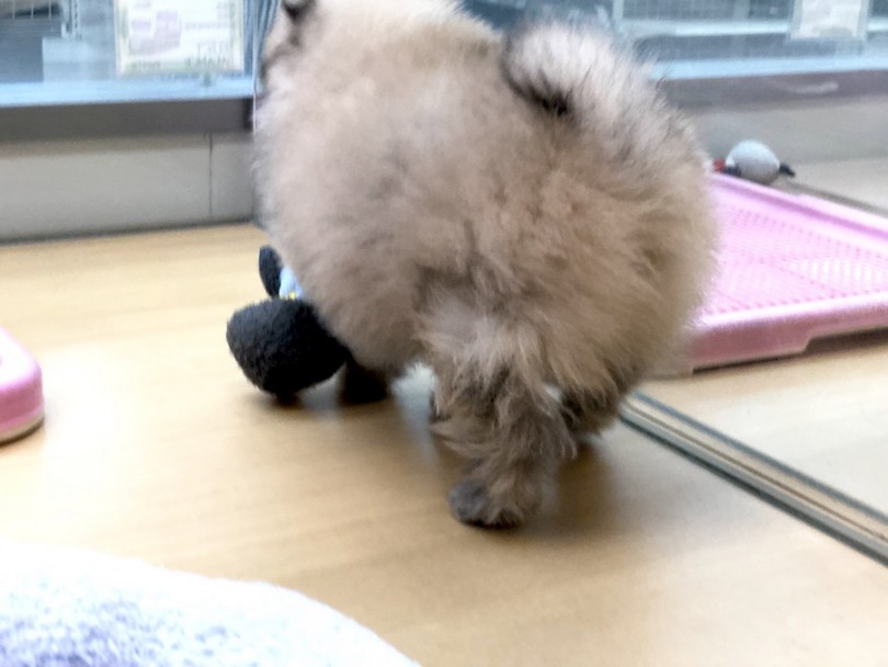 おもちゃを持って移動 | ポメラニアン （118317） - 城山店