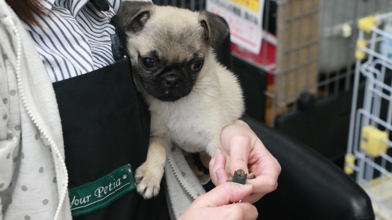 お手入れも嫌がらず暴れず | 極小 パグ （119144） - 梅島店