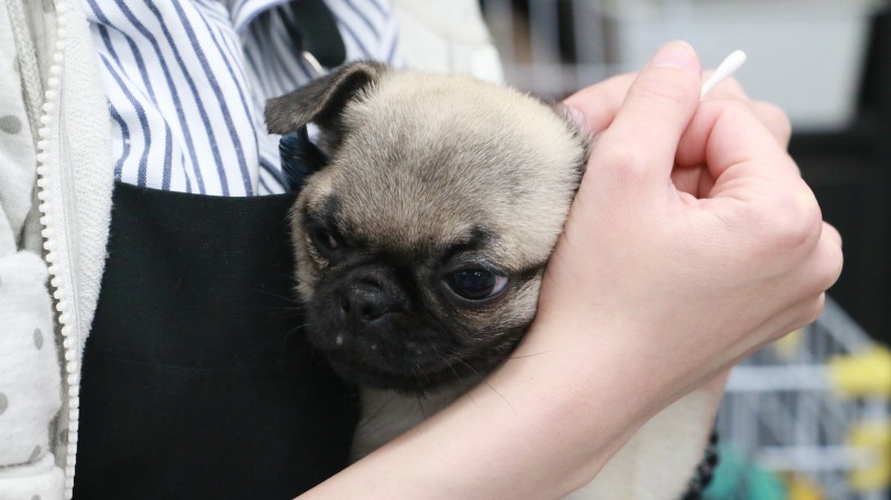 耳掃除も嫌がらず暴れず | 極小 パグ （119144） - 梅島店