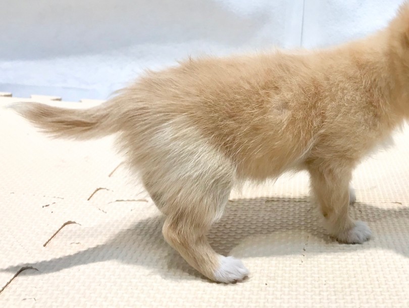 成犬時の予想体重は1.7kg | 極小 チワワ （120159） - 今宿店