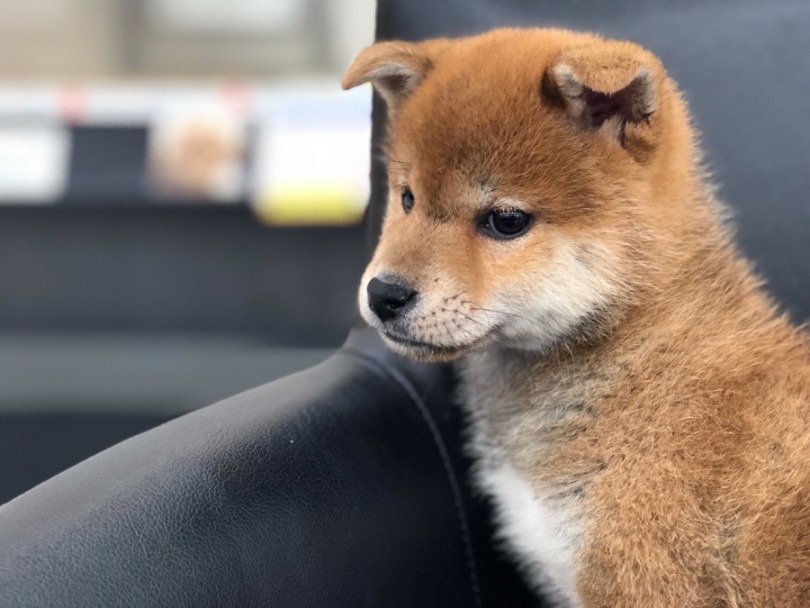 黒いアイラインがクッキリ | 柴犬 （311844） - 港北ニュータウン店