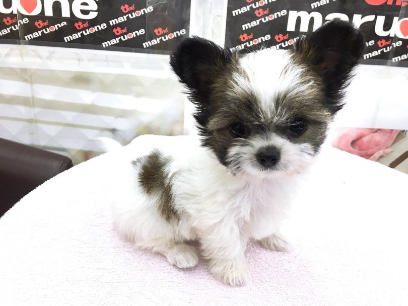 ママがシーズー パパがチワワのハイブリッド | MIX犬 チワワ × シーズー （6130776） - 大倉山店