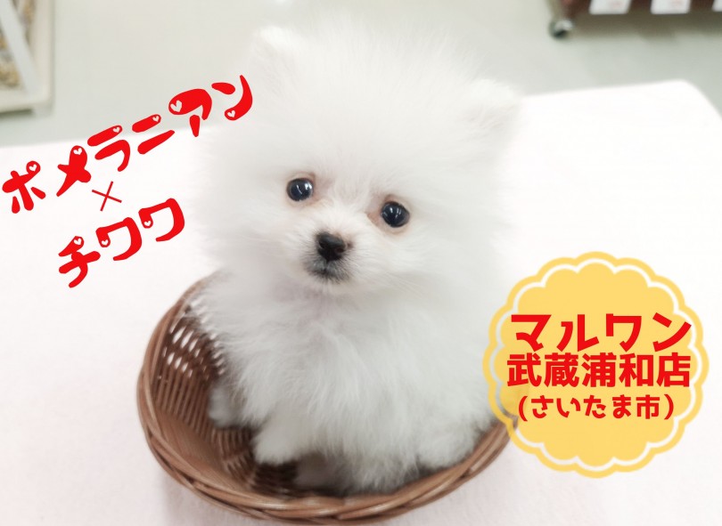 【 ポメ×チワワ（MIX犬）】生後67日で513gの極小サイズ！！老若男女問わず軽々抱っこ出来る小ささです！！ 