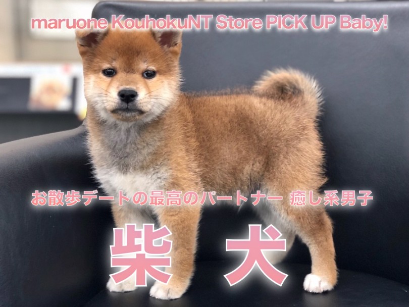 【 柴犬 】お散歩デートの最高のパートナー 癒し系男子の柴犬くん