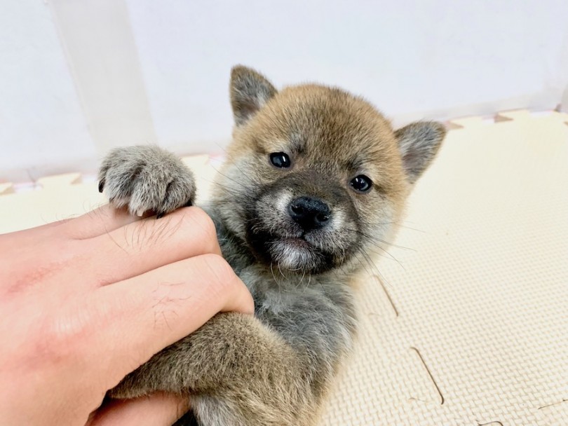 お腹を撫でられて気持ちいい | 柴犬 （814509） - 相模大塚店
