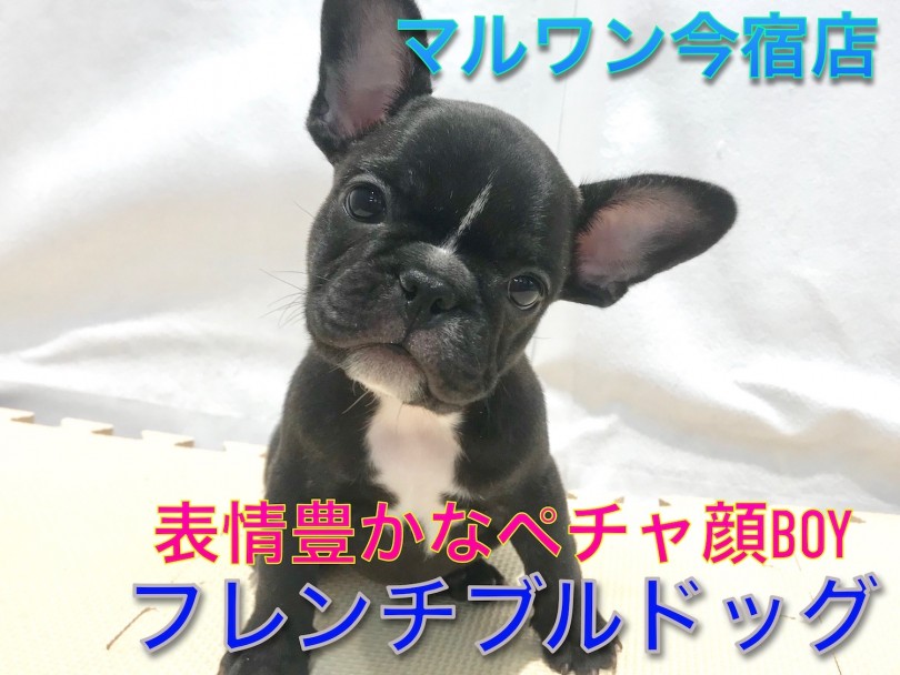 【 フレンチブルドッグ 】ペチャ顔好き必見！表情豊かなコミカルボーイ降臨！おもしろ写真満載です！