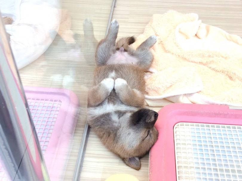ダイナミックなヘソ天ポーズ | 柴犬 （6130783） - 大倉山店