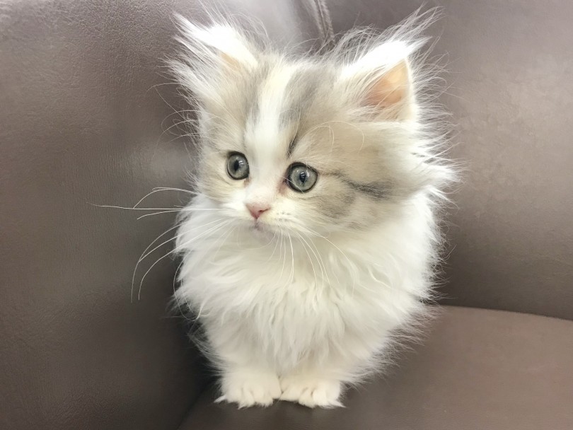 マンチカンとペルシャのいいトコどり | ミヌエット （914431） - 志村坂下店