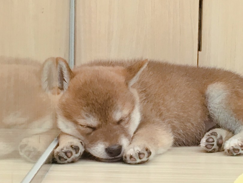 「トレーニングをしながら育てる」が大倉山流 | 赤柴犬 （6130781） - 大倉山店