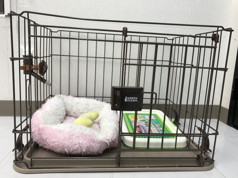 極小チワワちゃん向けのお部屋作りに必要なもの | 極小 チワワ （120159） - 今宿店