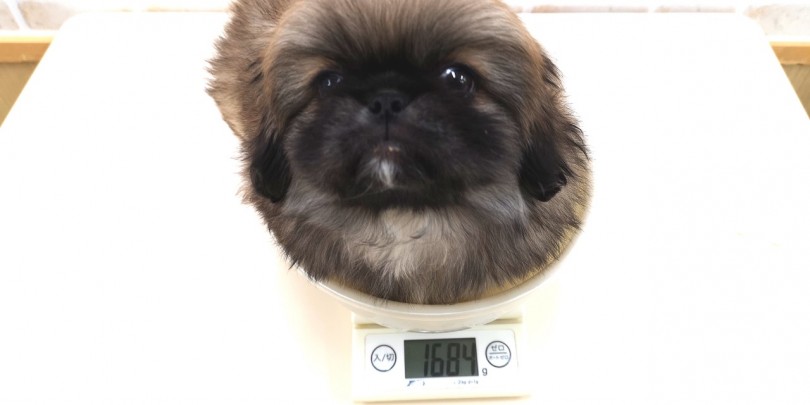 前から見ても横から見ても可愛さが止まりません | ペキニーズ （713625） - 鶴見店