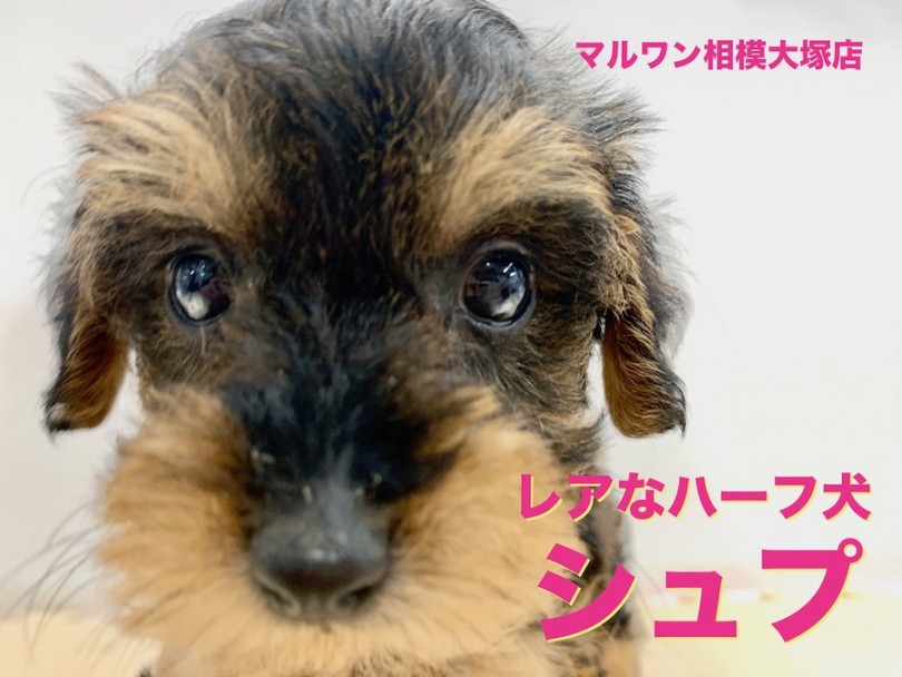 【 トイプードル × ミニチュアシュナウザー 】大人気犬種の魅力を受け継いだ魅惑のMIX犬！ブラッシング方法もご紹介