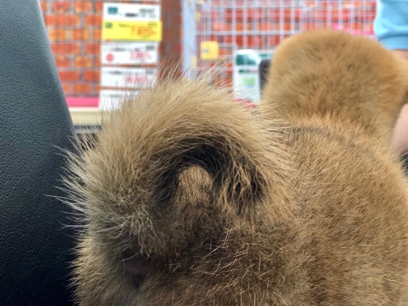 クリンと右巻きのシッポ | 柴犬 （311844） - 港北ニュータウン店