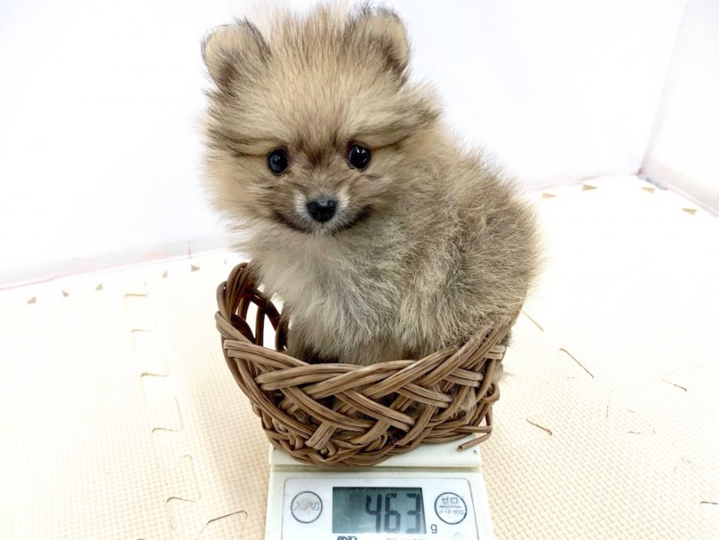 生後50日時点での体重は463g | ポメラニアン （814503） - 相模大塚店