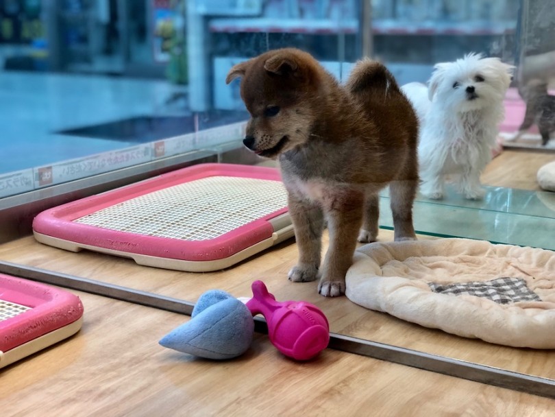 甘噛み予防のトレーニングを、遊びを交えて学習中 | 柴犬 （311844） - 港北ニュータウン店