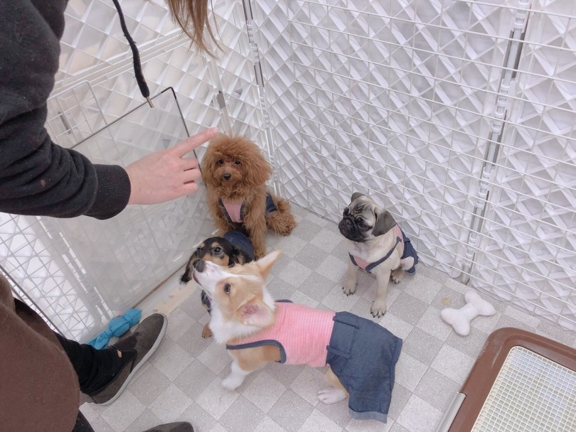 犬社会では姉御肌タイプ | パグ （6130752） - 大倉山店