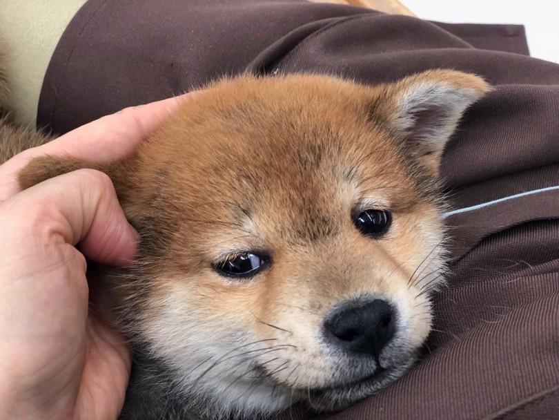 みんなを笑顔にしてしまう最強の柴くん | 柴犬 （311844） - 港北ニュータウン店