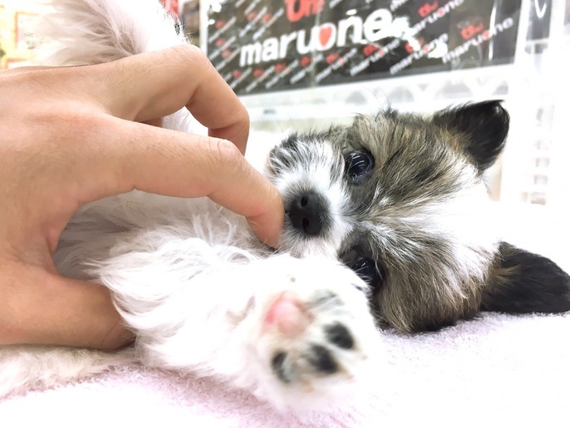 ヘソ天ポーズもお手の物 | MIX犬 チワワ × シーズー （6130776） - 大倉山店