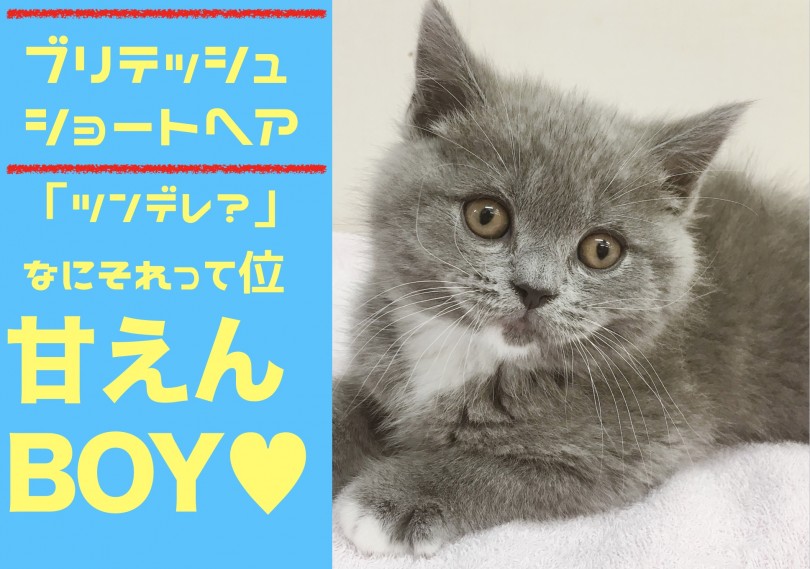 【 ブリティッシュショートヘア 】「ツンデレ」ってなんのこと??超甘ったれはヘソ天ポーズも超楽勝!