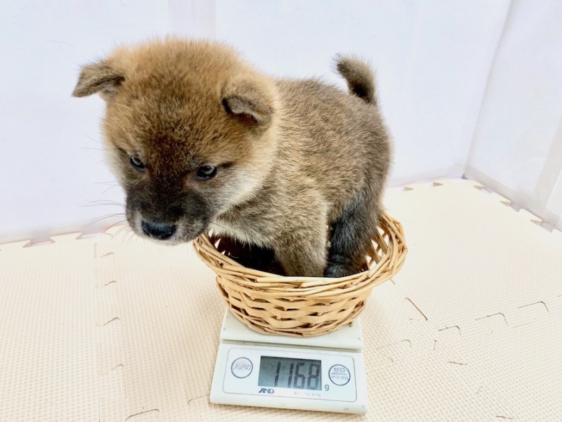 生後50日での体重は1168g | 柴犬 （814509） - 相模大塚店