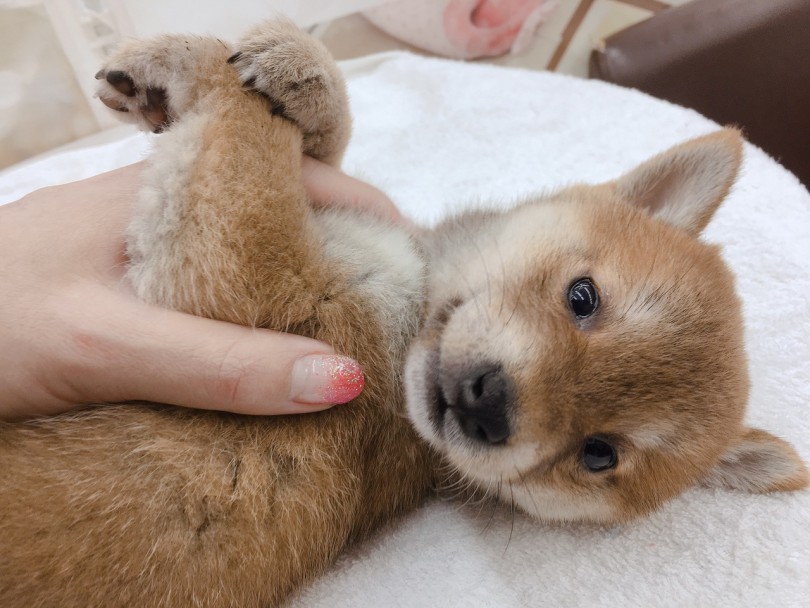 毎日ひっくり返すトレーニング | 赤柴犬 （6130781） - 大倉山店