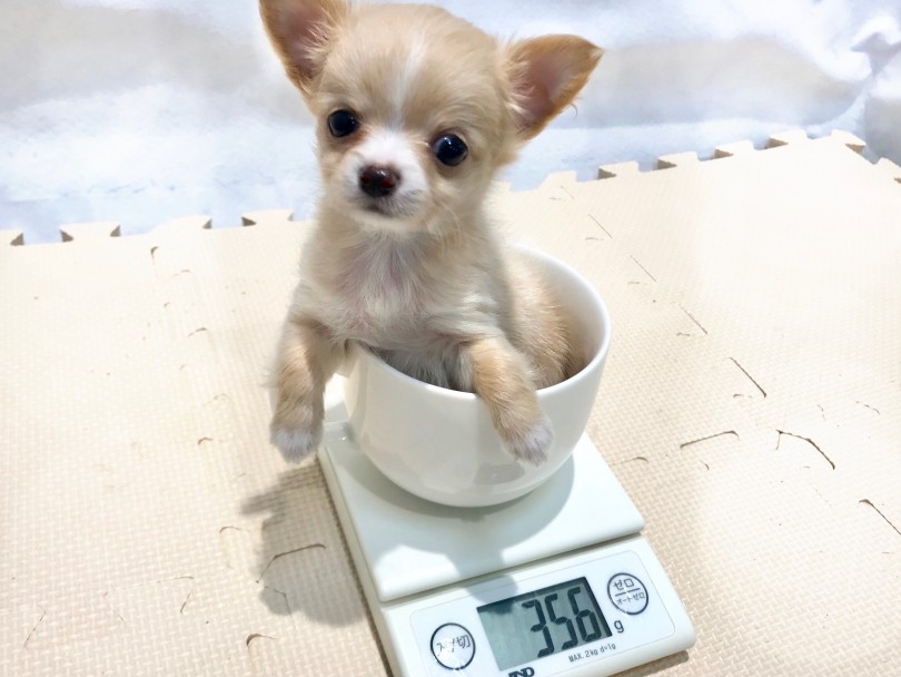 生後52日時点の体重は驚異の356g | 極小 チワワ （120159） - 今宿店