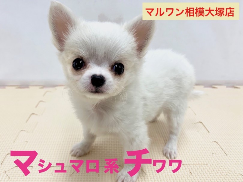 【 マシュマロ系チワワ 】コロッと体型のマシュマロボディの表情豊かな美形っ子