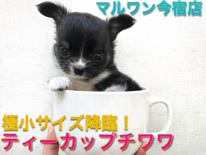 【 極小 チワワ 】生後52日で361gのティーカップサイズ！マズル短め・ドワーフ体型の癒し系ガール！