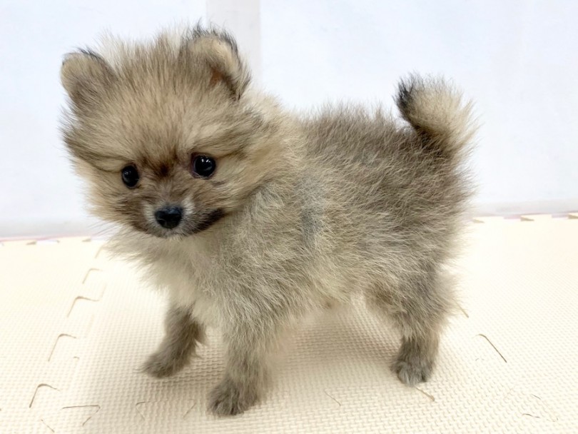 目線をくれるポメラニアンちゃん | ポメラニアン （814503） - 相模大塚店