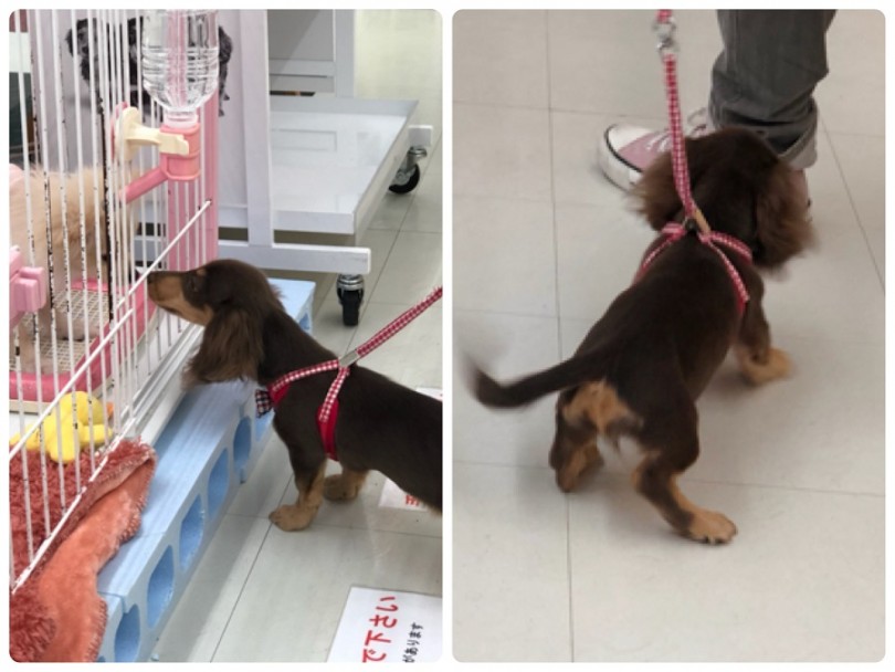 違う犬種の友達とご挨拶したり遊んだり | ミニチュア・ダックスフント （311834） - 港北ニュータウン店